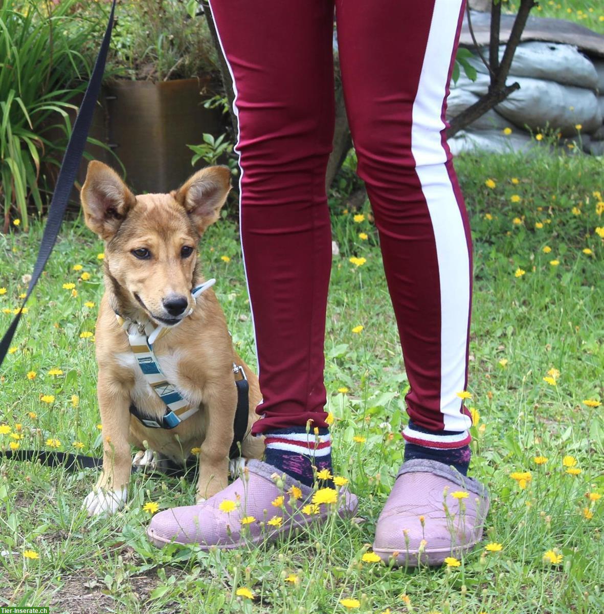 Bild 5: Hündin Niuscha - lustig und wachsam