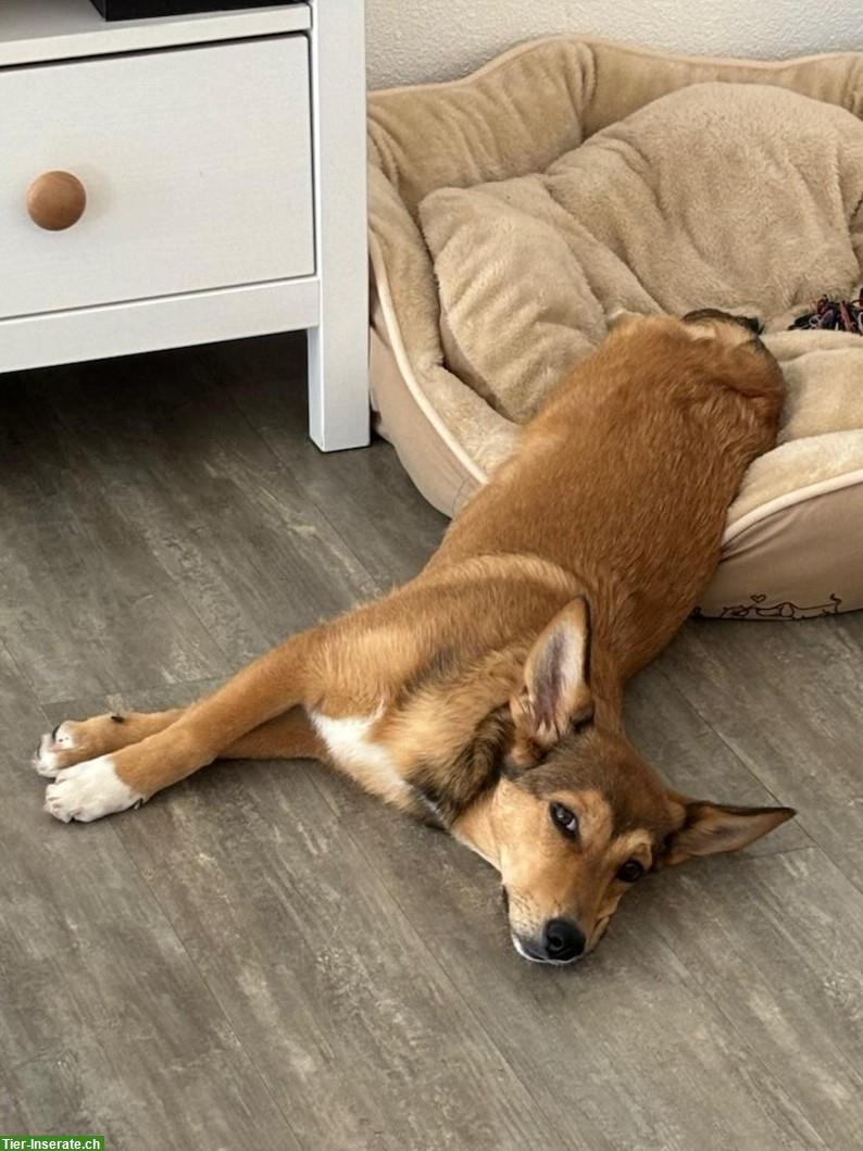 Bild 6: Hündin Niuscha - lustig und wachsam