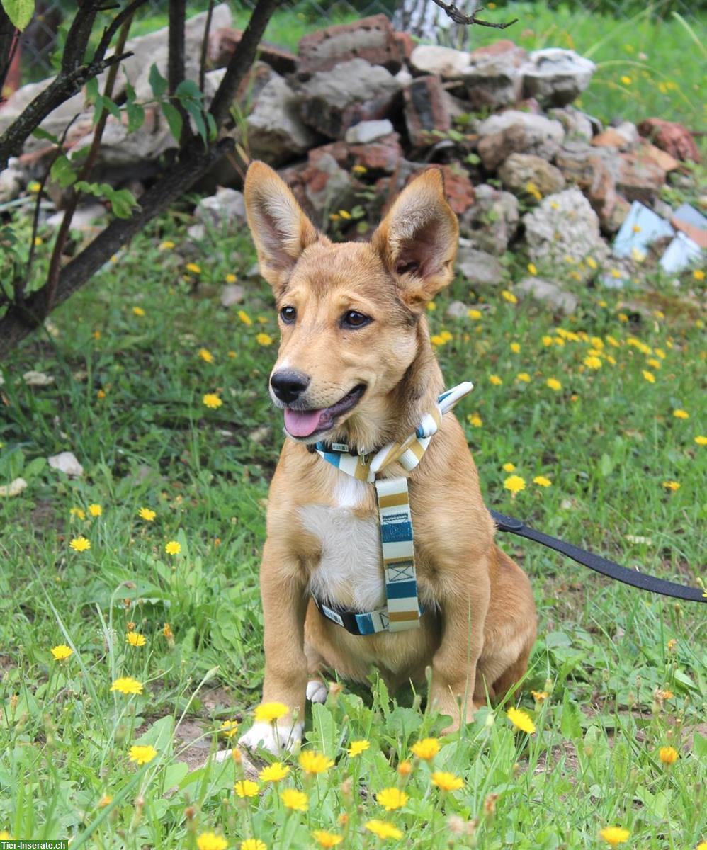 Bild 7: Hündin Niuscha - lustig und wachsam