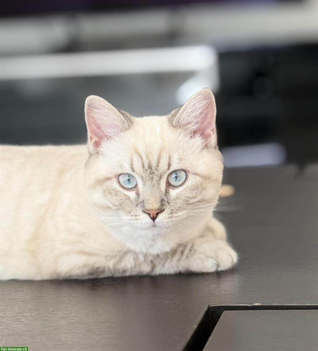 Reinrassiger Ragdoll Kater, kastriert, 9 Monate alt