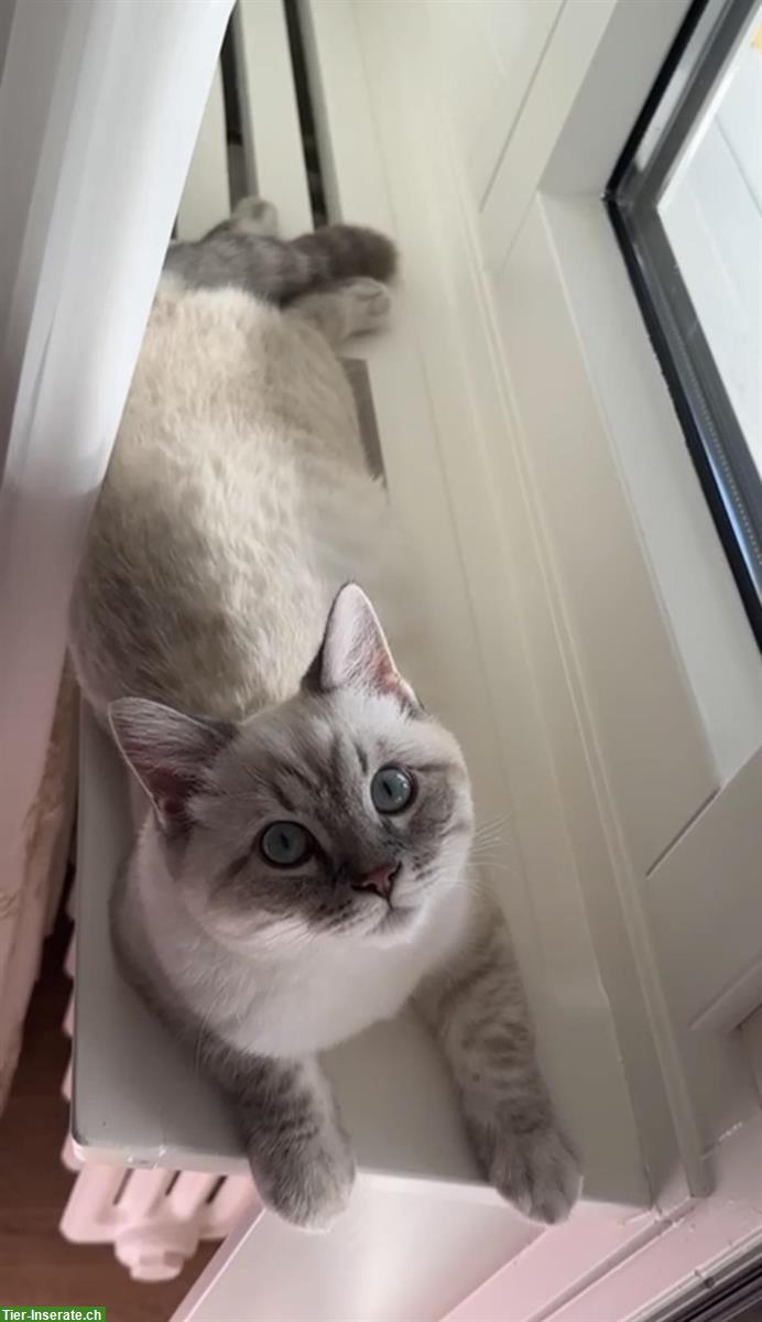 Bild 2: Reinrassiger Ragdoll Kater, kastriert, 9 Monate alt