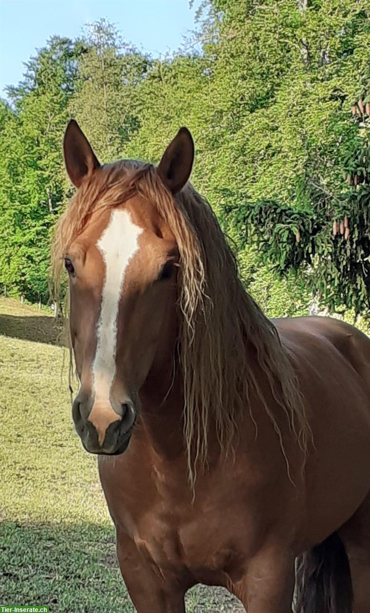 Urfreiberger Wallach Elroy 7,5-jährig zu verkaufen