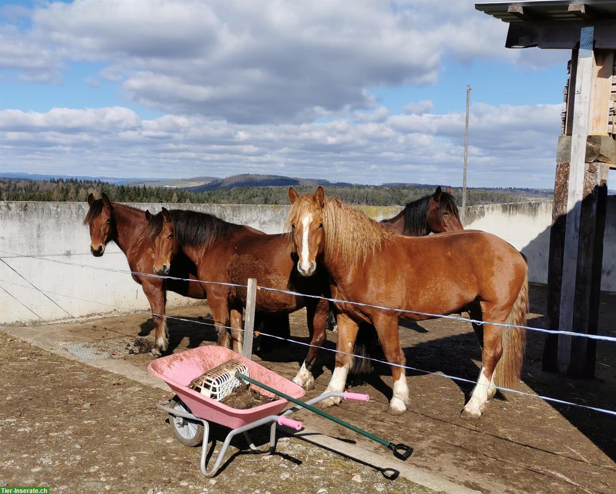 Bild 4: Urfreiberger Wallach Elroy 7,5-jährig zu verkaufen