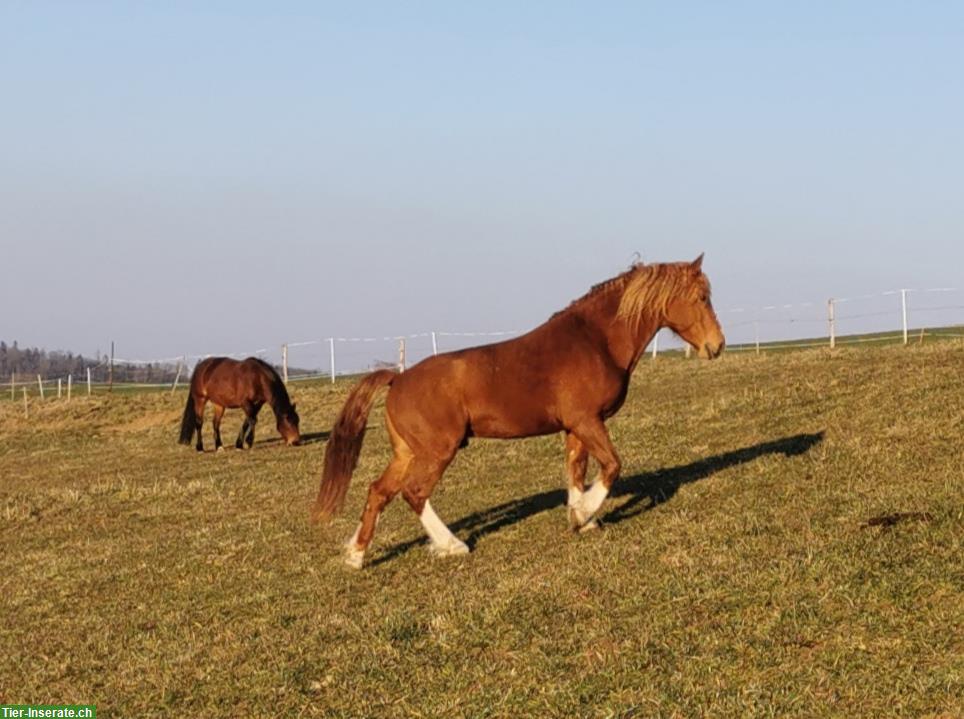 Bild 5: Urfreiberger Wallach Elroy 7,5-jährig zu verkaufen