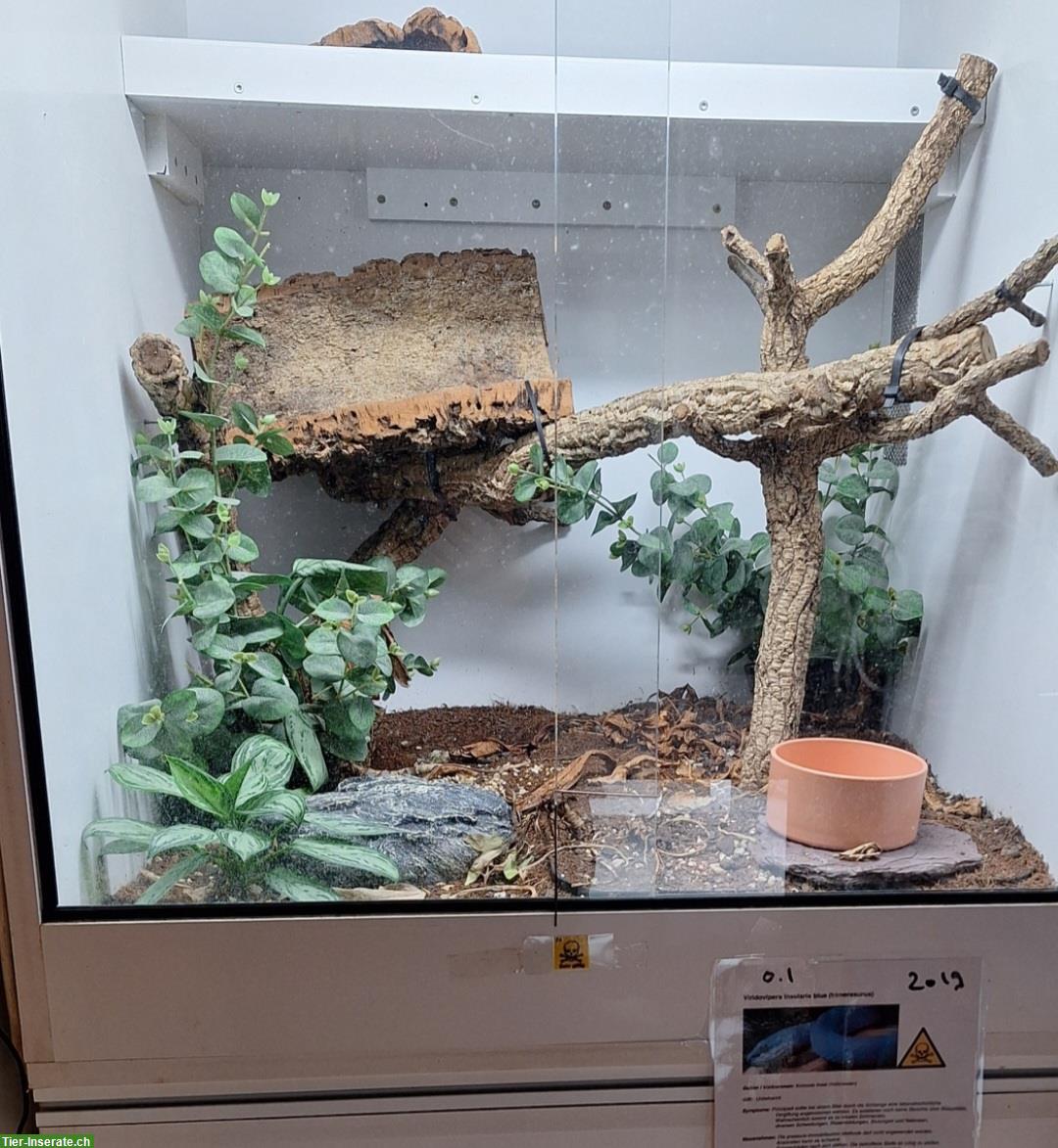 Bild 2: Forex Terrarium, 19mm, mit Heizung & Licht