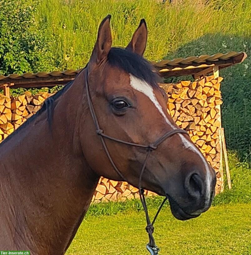 Spanisches Warmblut, leistungsbereiter Wallach zum Spasshaben