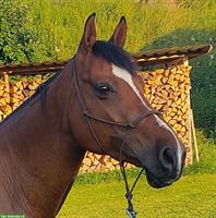 Spanisches Warmblut, leistungsbereiter Wallach zum Spasshaben