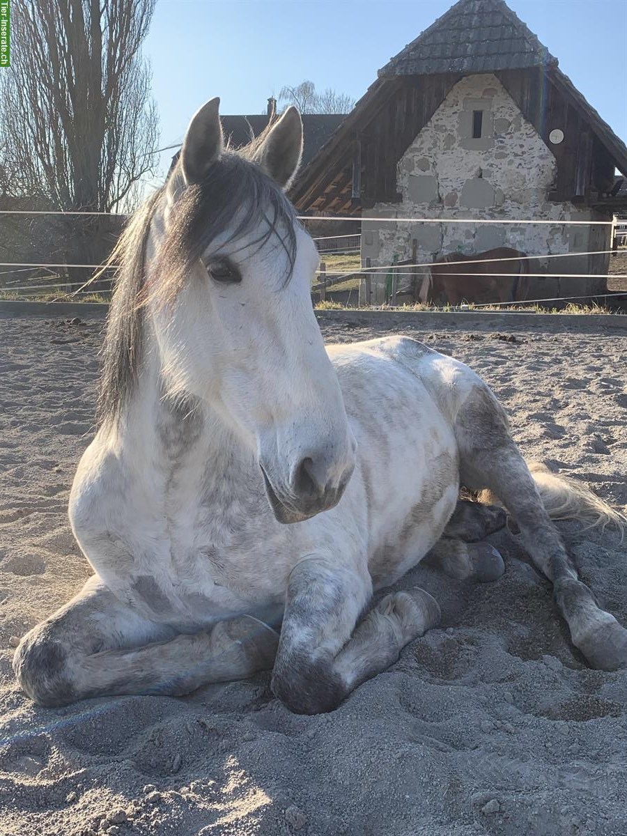 Reitbeteiligung für PRE Wallach, Ortschwaben BE