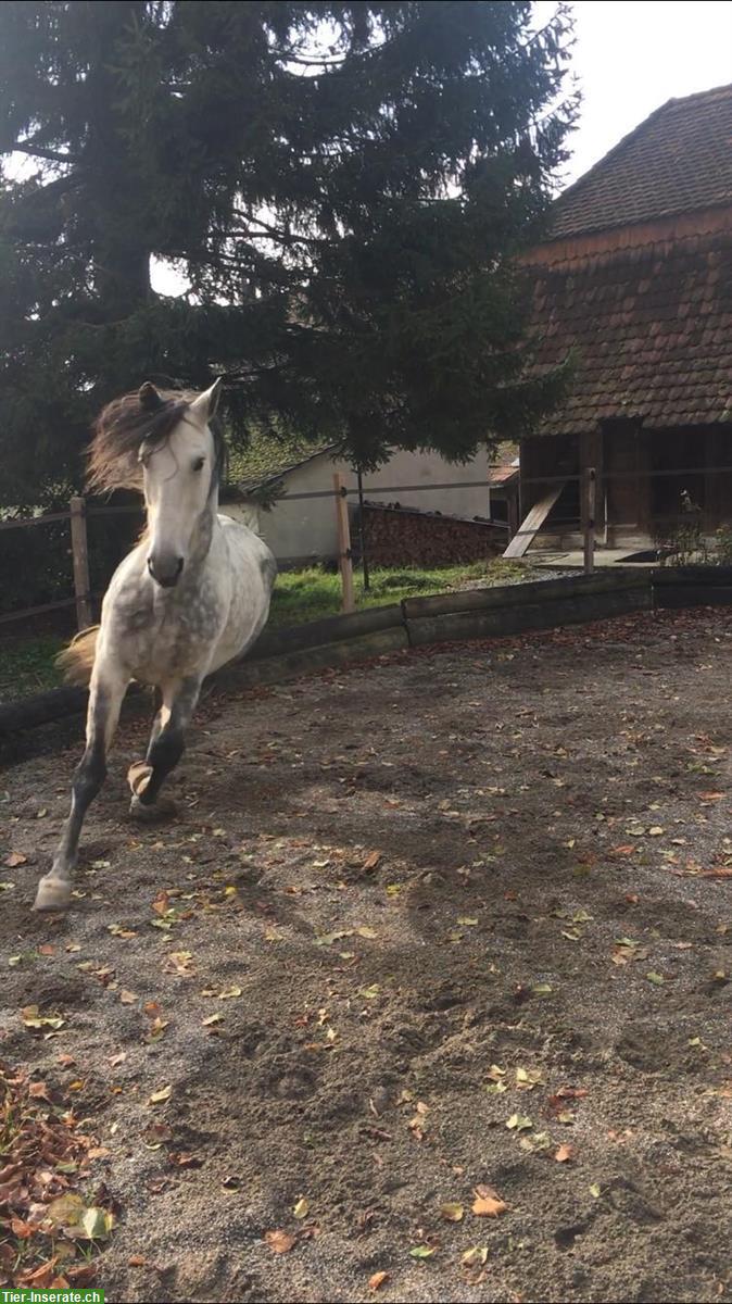 Bild 2: Reitbeteiligung für PRE Wallach, Ortschwaben BE