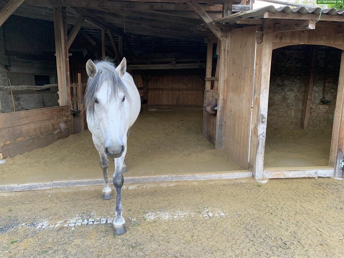 Bild 3: Reitbeteiligung für PRE Wallach, Ortschwaben BE