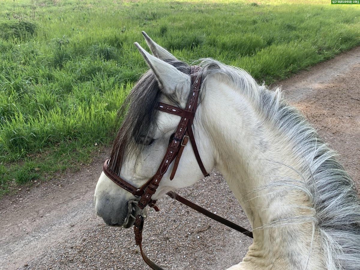 Bild 4: Reitbeteiligung für PRE Wallach, Ortschwaben BE
