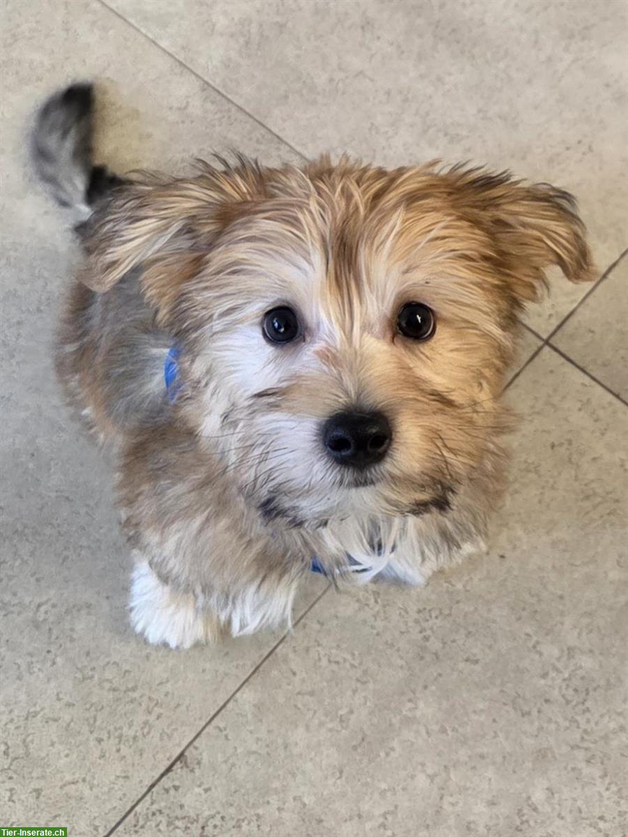 Morkie Welpe, 14 Wochen alt, männlich