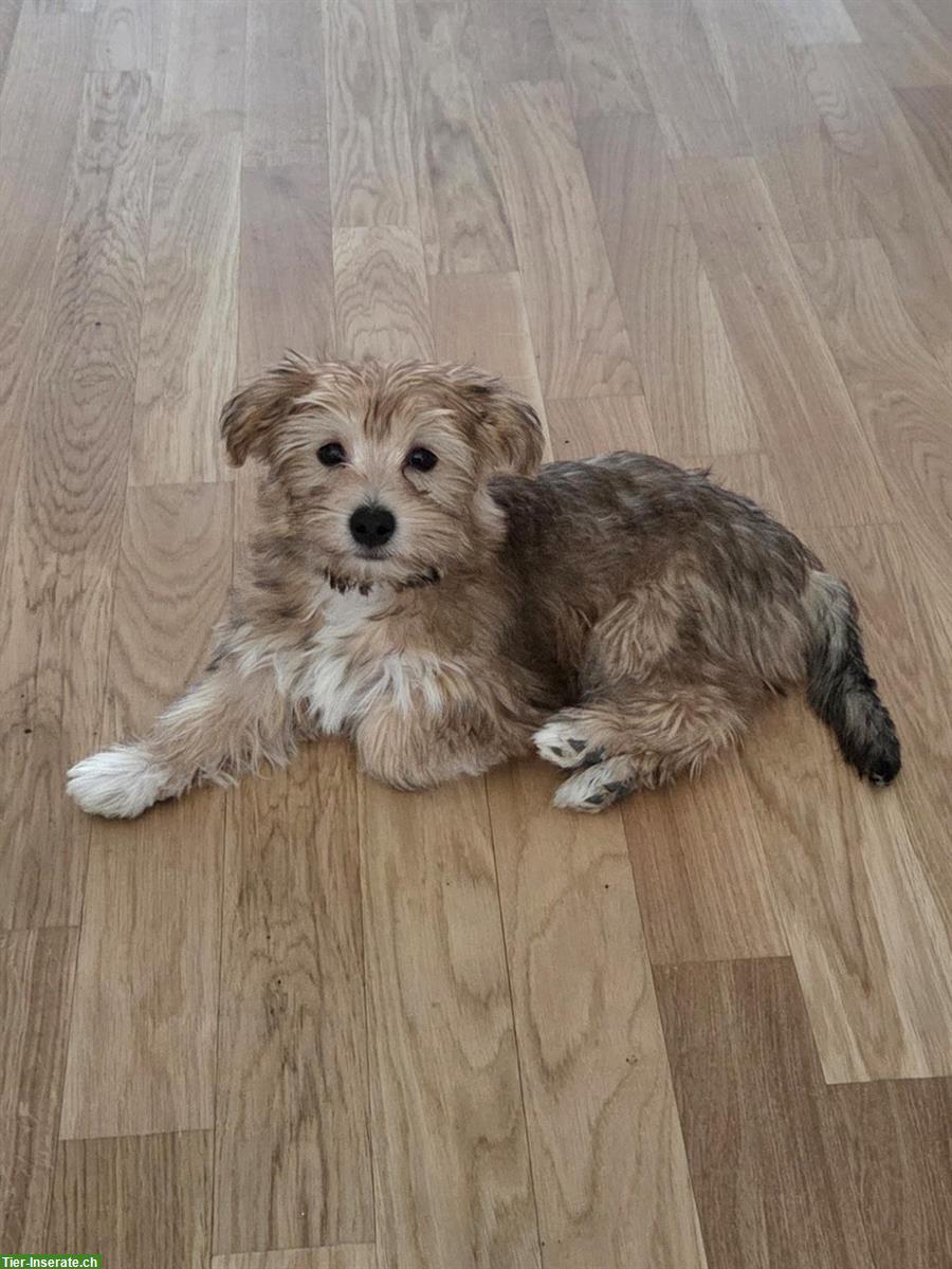 Bild 2: Morkie Welpe, 14 Wochen alt, männlich