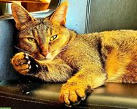 Chaussie F5 Weibchen sucht Herzensplatz | Notfallvermittlung