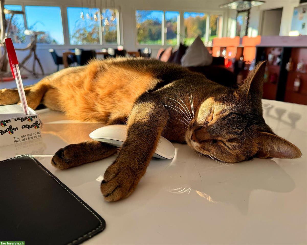 Bild 2: Chaussie F5 Weibchen sucht Herzensplatz | Notfallvermittlung