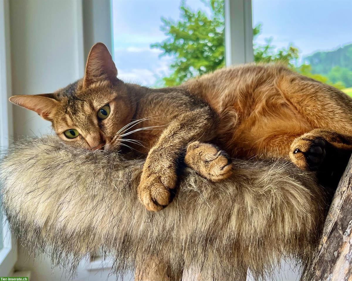 Bild 3: Chaussie F5 Weibchen sucht Herzensplatz | Notfallvermittlung