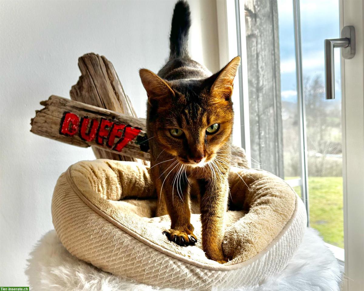 Bild 4: Chaussie F5 Weibchen sucht Herzensplatz | Notfallvermittlung