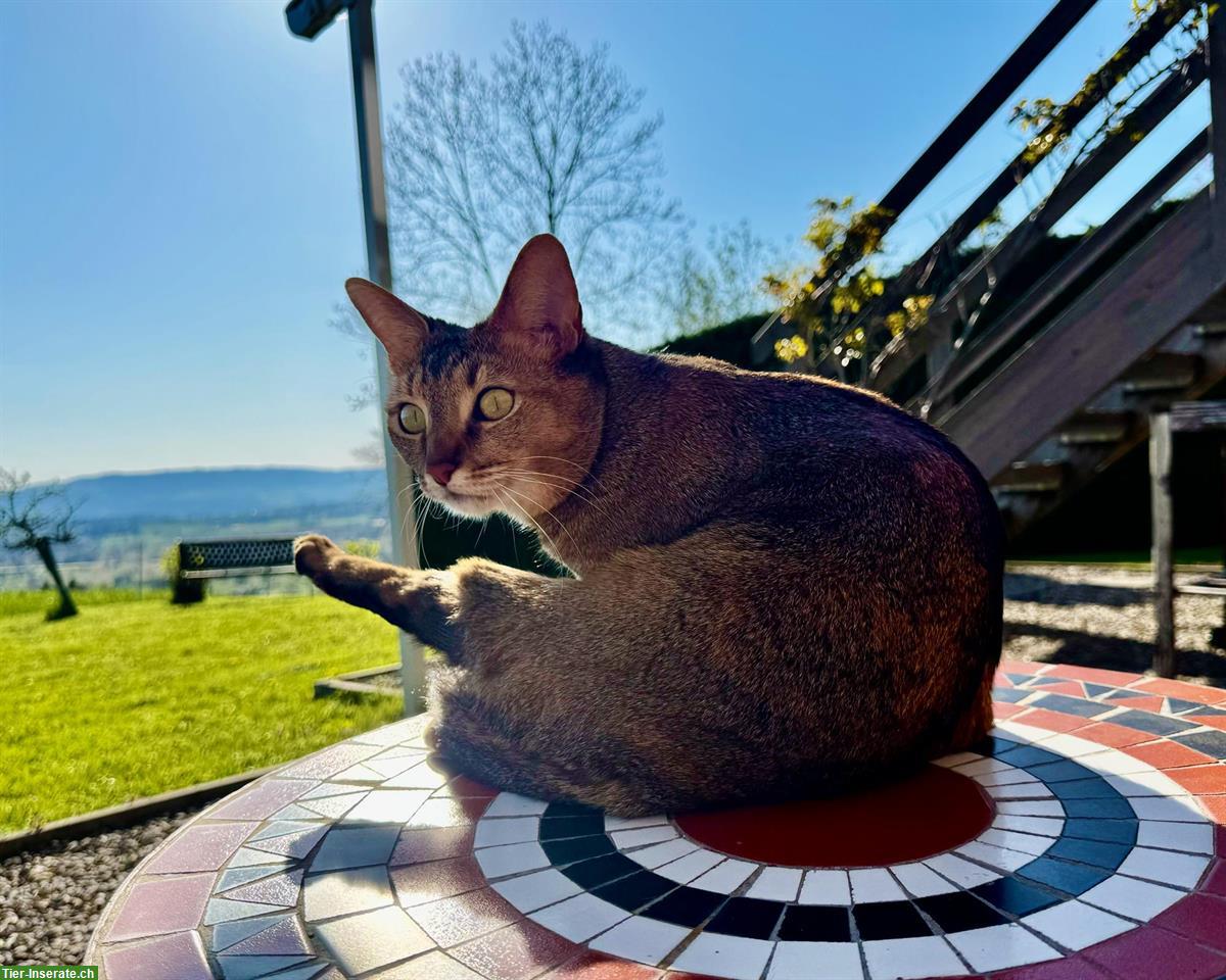 Bild 5: Chaussie F5 Weibchen sucht Herzensplatz | Notfallvermittlung