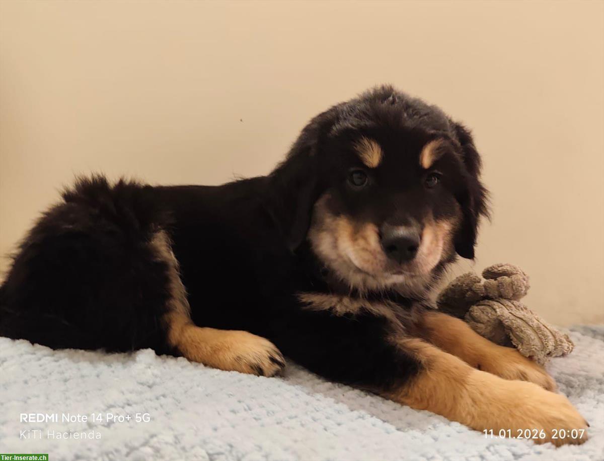 Golden Aussie Welpe, Rüde