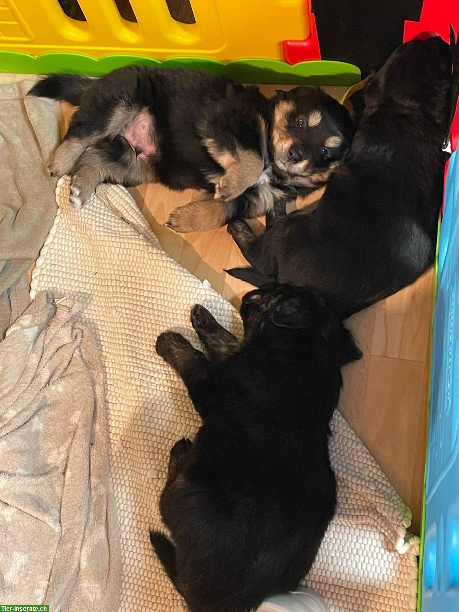 Bild 2: Golden Aussie Welpe, Rüde