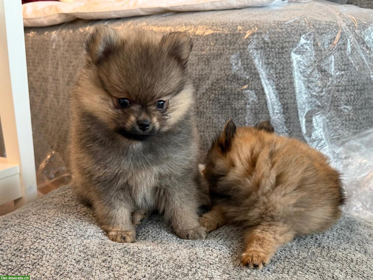 2 Pomeranian Welpen (weiblich) suchen liebes Zuhause
