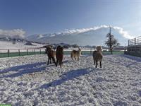 Reitbeteiligung in Seewen SZ für Islandpferde