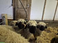 Walliser Schwarznasenschaf - Widder, Auen und Lämmer