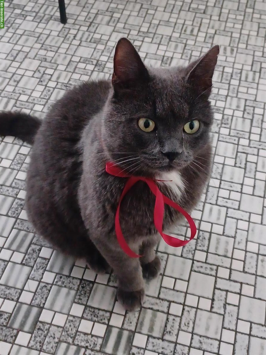 Grauer Kater sucht ländliches Freigang-Zuhause