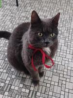 Grauer Kater sucht ländliches Freigang-Zuhause