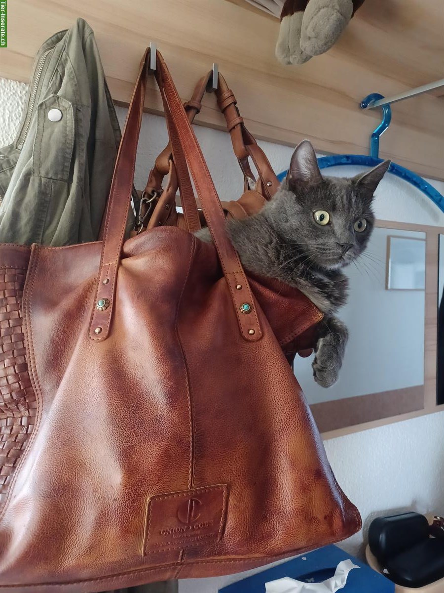 Bild 2: Grauer Kater sucht ländliches Freigang-Zuhause