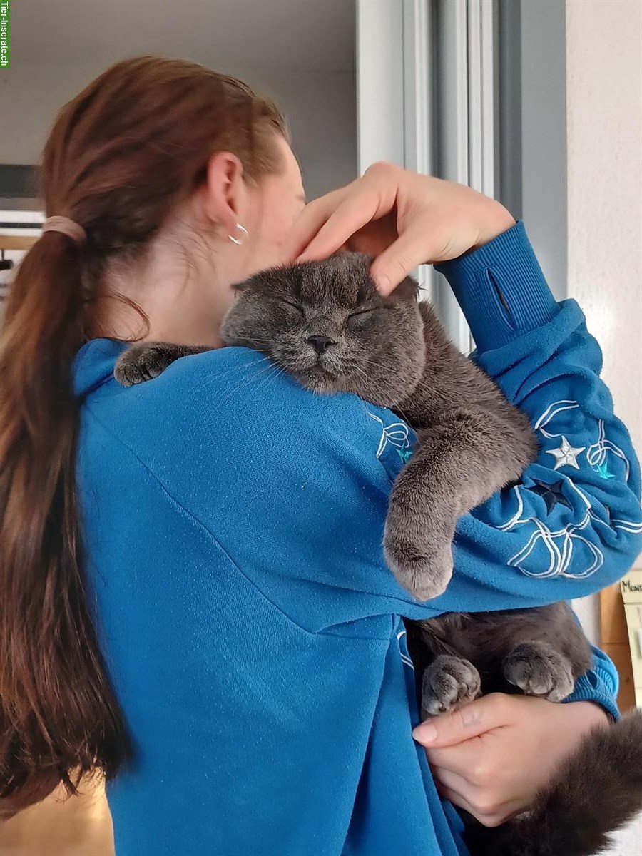 Bild 3: Grauer Kater sucht ländliches Freigang-Zuhause