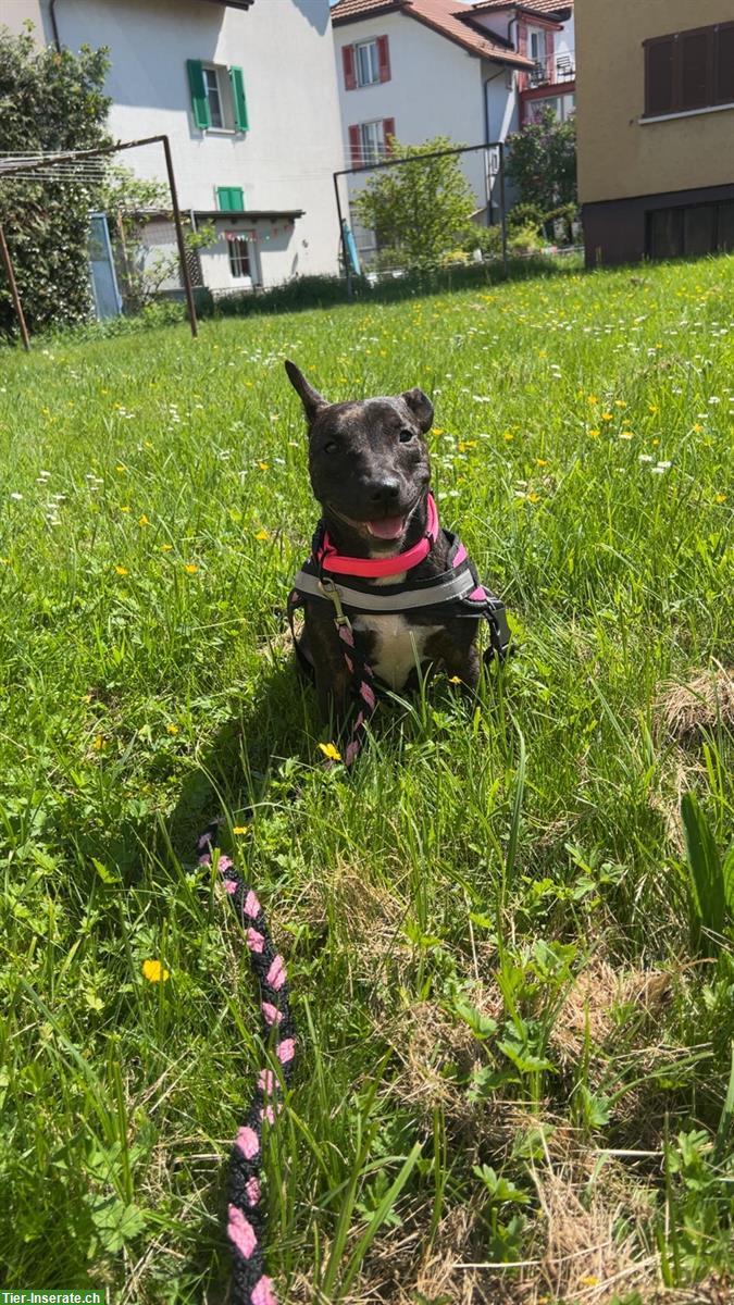 Leyla, eine 2-jährige Hündin sucht ein Zuhause