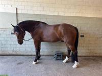 Reitbeteiligung in Dübendorf auf sportlichem Freiberger