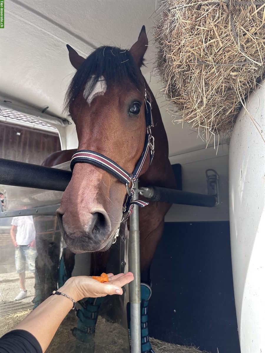 Bild 2: Reitbeteiligung in Dübendorf auf sportlichem Freiberger