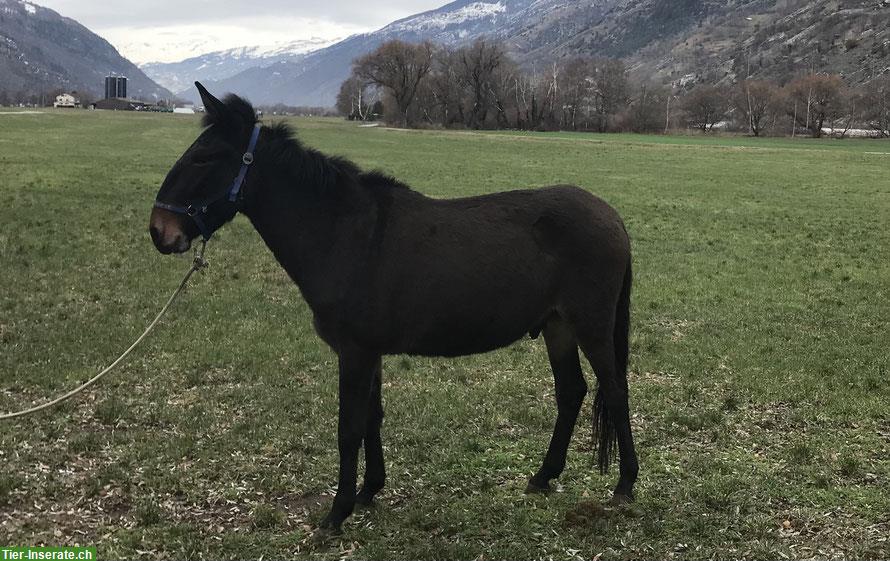 Maultiere zu verkaufen vom Züchter
