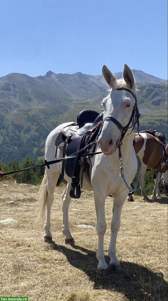 Bild 2: Maultiere zu verkaufen vom Züchter