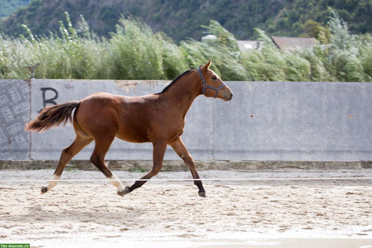 Freiberger Fohlen, 1-3-jährig, Stuten, Wallache, Hengste