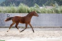Freiberger Fohlen, 1-3-jährig, Stuten, Wallache, Hengste