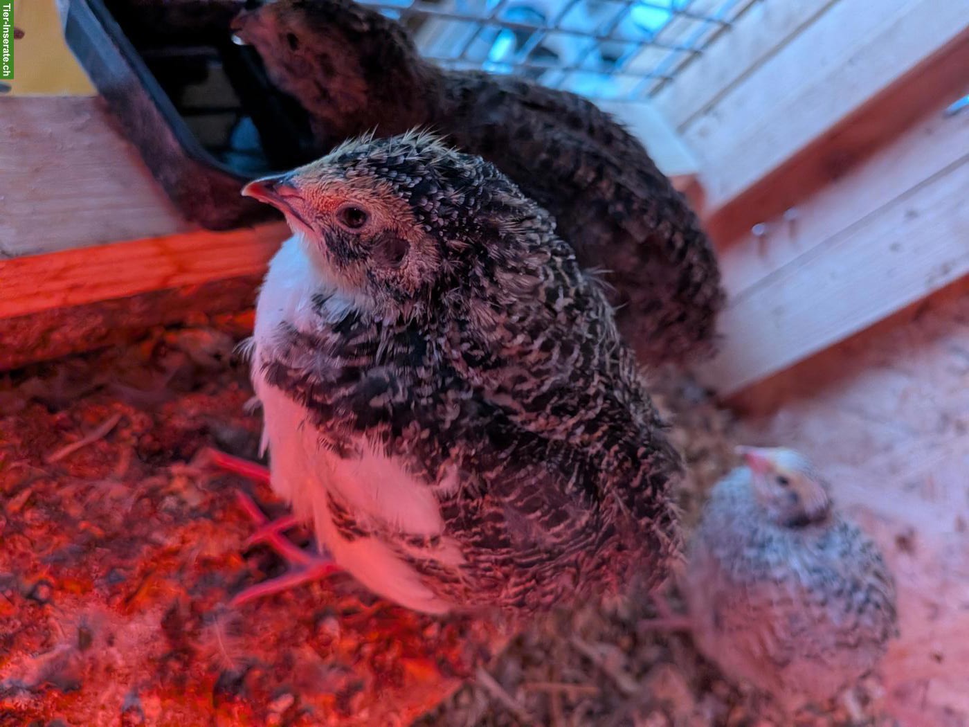 Junge Wachtelhennen und Bruteier laufend zu verkaufen