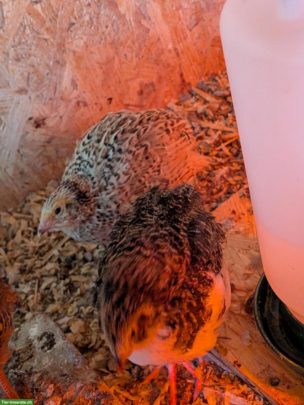 Bild 2: Junge Wachtelhennen und Bruteier laufend zu verkaufen