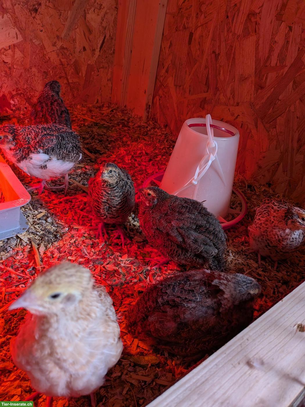 Bild 3: Junge Wachtelhennen und Bruteier laufend zu verkaufen