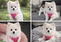 Zwergspitz Welpe, weiblich zu verkaufen