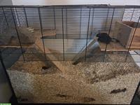 2 Rennmäuse, schwarz, mit Käfig und Zubehör