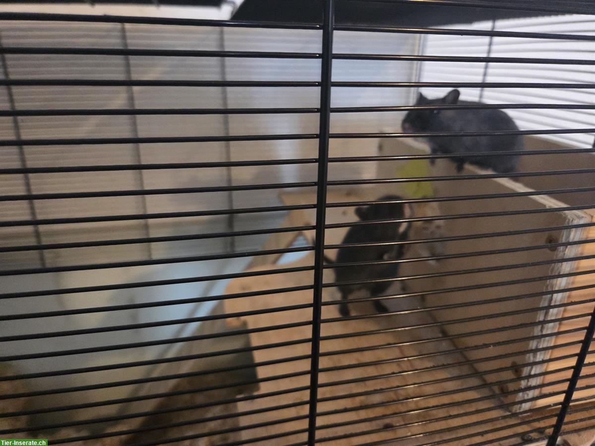 Bild 2: 2 Rennmäuse, schwarz, mit Käfig und Zubehör