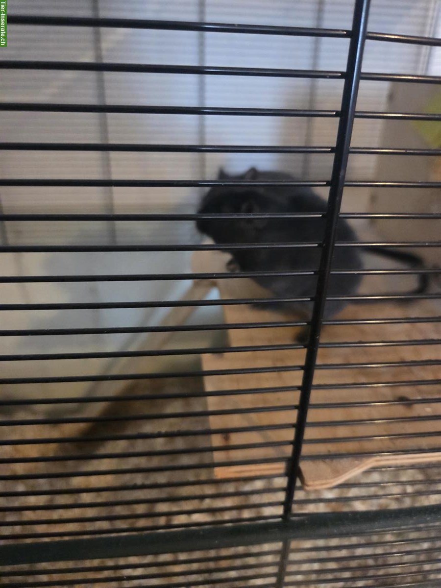 Bild 4: 2 Rennmäuse, schwarz, mit Käfig und Zubehör