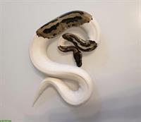 Königspython Piebald Paar 1.1