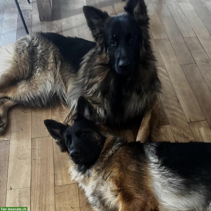 Altdeutsche Schäferhunde Paar sucht gemeinsames Zuhause
