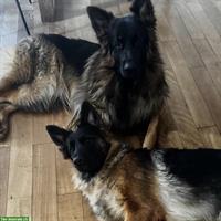 Altdeutsche Schäferhunde Paar sucht gemeinsames Zuhause