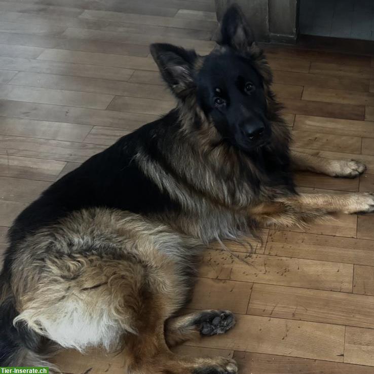 Bild 2: Altdeutsche Schäferhunde Paar sucht gemeinsames Zuhause