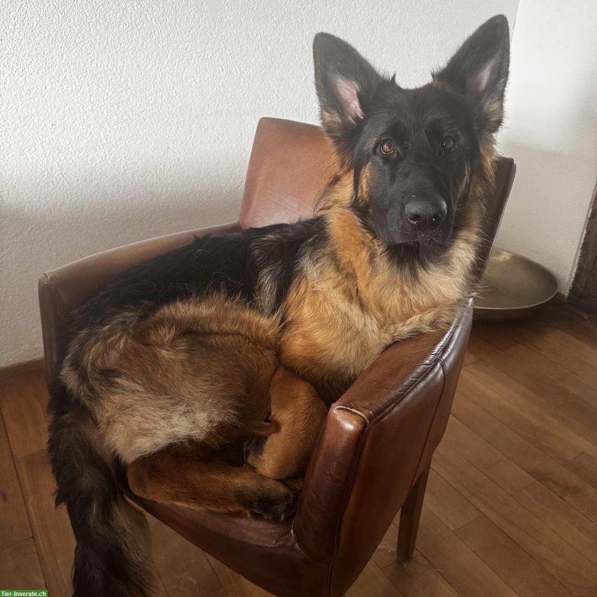 Bild 3: Altdeutsche Schäferhunde Paar sucht gemeinsames Zuhause